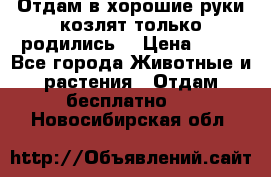 Отдам в хорошие руки козлят.только родились. › Цена ­ 20 - Все города Животные и растения » Отдам бесплатно   . Новосибирская обл.